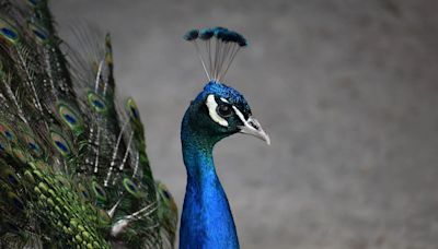 28 Peacock Deaths In Delhi Since June 4 Amid Extreme Heat