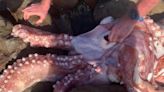 Giant squid with sharp beak washes up dead on South African beach