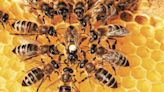 Ataques de abejas dejaron un muerto y 17 heridos en Sinaloa