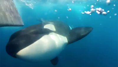 Why are killer whale attacks on the rise? These scientists set sail to find out.