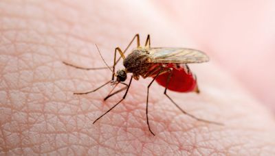 MCPH Epidemiologist discusses West Nile virus, how to protect yourself