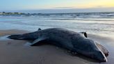 Tragic find as giant shark washes up on Ayrshire beach tangled in rope