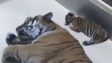 The Toledo Zoo Announces Births of Twin Siberian Tigers: 'Paw-sitively Exciting News'