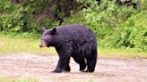 Adult Male Bear Shot, Killed By Canton Business Owner In Self-Defense