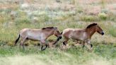 Cavalos selvagens ameaçados de extinção voltam ao habitat natural no Cazaquistão