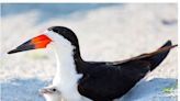 Sunbathers and shorebirds must share the beach Memorial Day weekend