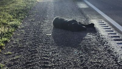 Black Bear killed after being hit near Glyndon