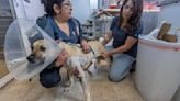 Española Humane plans major clinic expansion to double its animal patients