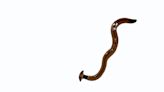 If you see an invasive hammerhead worm, don't cut it in half. Here's how to kill them.