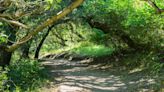 Mom Dies After Tree Falls on Her While Hiking with Son's Boy Scout Troop on Popular Calif. Trail