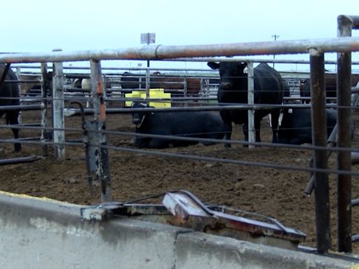 West Texas A&M University receives ranchland gift, secures location for new research feedlot