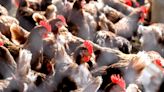 Highly contagious Avian flu seen in Kansas birds and cattle this year. Here's the latest.