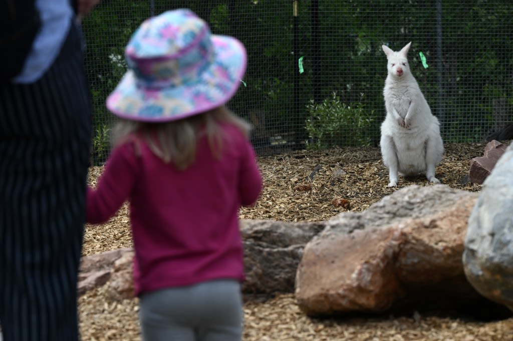 Walk with wallabies, kangaroos at Denver Zoo’s brand-new $7.8 million habitat