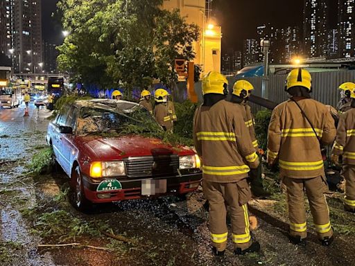 香港仔20米高大樹倒塌壓毀的士 3人一度被困車內 司機手部受傷