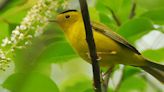 To see Wilson’s warbler in the Berkshires, you need to be in the right place at the right time