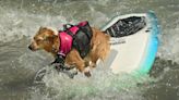 Surf's up for the pups: Photo of the Week, March 31-April 6, 2024