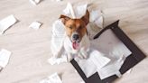 If your dog loves to shred, try this fun edible alternative to paper and cardboard