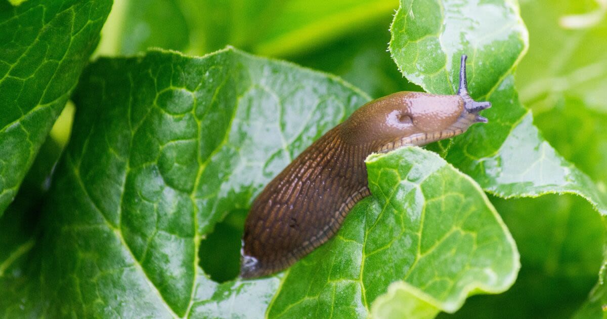 Banish slugs from garden with 21p item from Asda, Tesco, Sainsbury's and Morr...