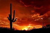 Parque nacional Saguaro