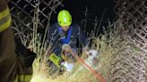 San Francisco firefighters rescue dog chased off cliff by raccoons