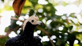 2nd runaway exotic bird returns to Roger Williams Park Zoo