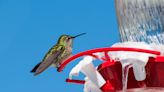 Here's How to Tell When Your Hummingbird Feeder Should Come Down