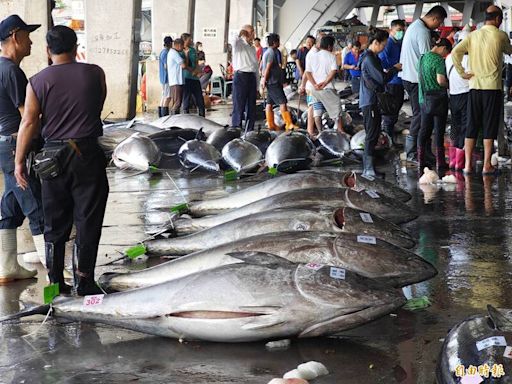 黑鮪魚保育有成數量增 日本再提增加捕撈配額