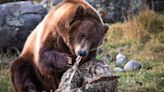 What Do Grizzly Bears Eat?