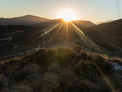 Californian tree that survived the Ice Age now in grave danger