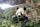 Tian Tian (male giant panda)