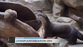 You can name the new otter at the Loveland Living Planet Aquarium