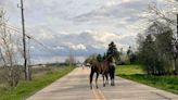 Horses out to play: Kenosha County deputies track down stallions on the loose in Somers