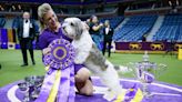 Meet Buddy Holly, 'Best in Show' winner at the 2023 Westminster Kennel Club Dog Show