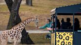 'My heart stopped': Giraffe picks up toddler during a family trip to Texas wildlife center
