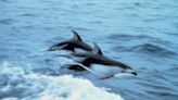 Faroe Islands to limit controversial annual dolphin hunt after widespread anger