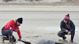 Mola mola strandings on Cape Cod beaches spiked in the last few years