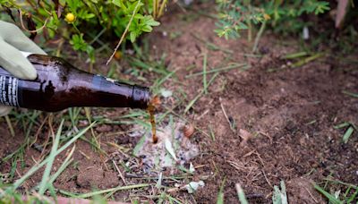 Did You Know Beer Can Actually Deter Pests in Your Garden? A Pro Explains Why