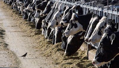 Another Michigan dairy worker has bird flu, the third US case this year