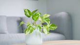 Breathe Easier With These 34 Air-Purifying Indoor Plants for Your Home or Office