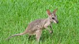 Baby Kangaroo Meets a Bearded Dragon and Her Reaction Is the Best