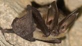 Utah reports first rabid bat of 2024 season, prompting public health warning