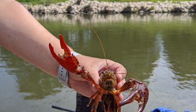 Chicago outdoors: Home Depot nesting duck, goslings and invasive red swamp crayfish