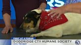 First at 4 Forum: Doddridge County Humane Society