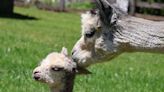 GALLERY: Birth of baby alpacas surprise visitors of farm in Finksburg, Md