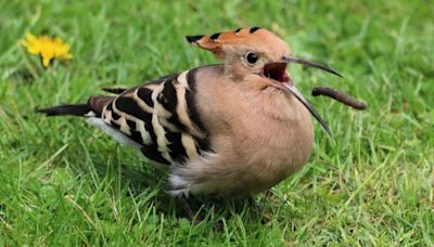 Hoopoe visits Bridgham garden and stays for three days