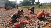 Bengal price rider for lifting potato supply ban, demand to be kept after market stability