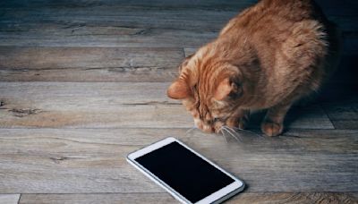 Humor: Studies find pets using social media are depressed