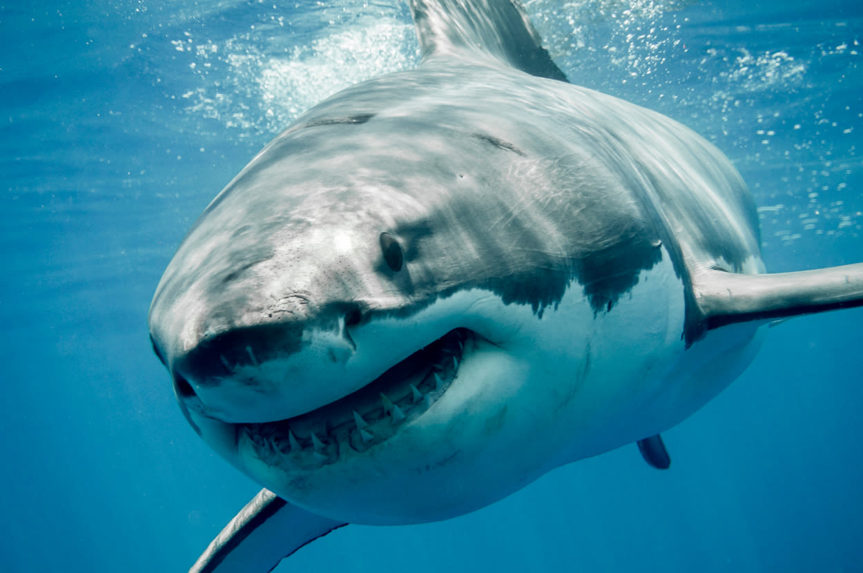 It's Shark Week — Here Are 17 Shark Facts That Are Really, Really Cool