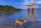 Miyajima