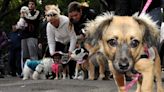 Día del Animal: una ciudad santafesina programó actividades, para que vecinos disfruten con sus mascotas